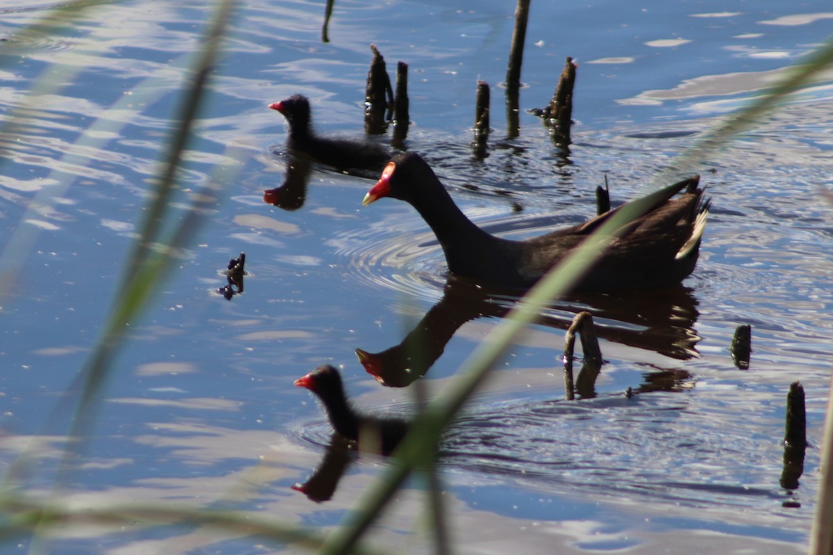 Dusky Moorhen - ML645040132