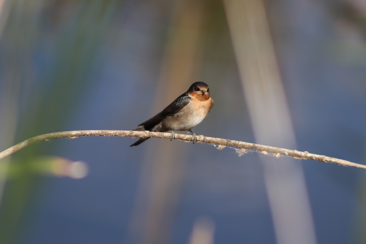 Welcome Swallow - ML645040135