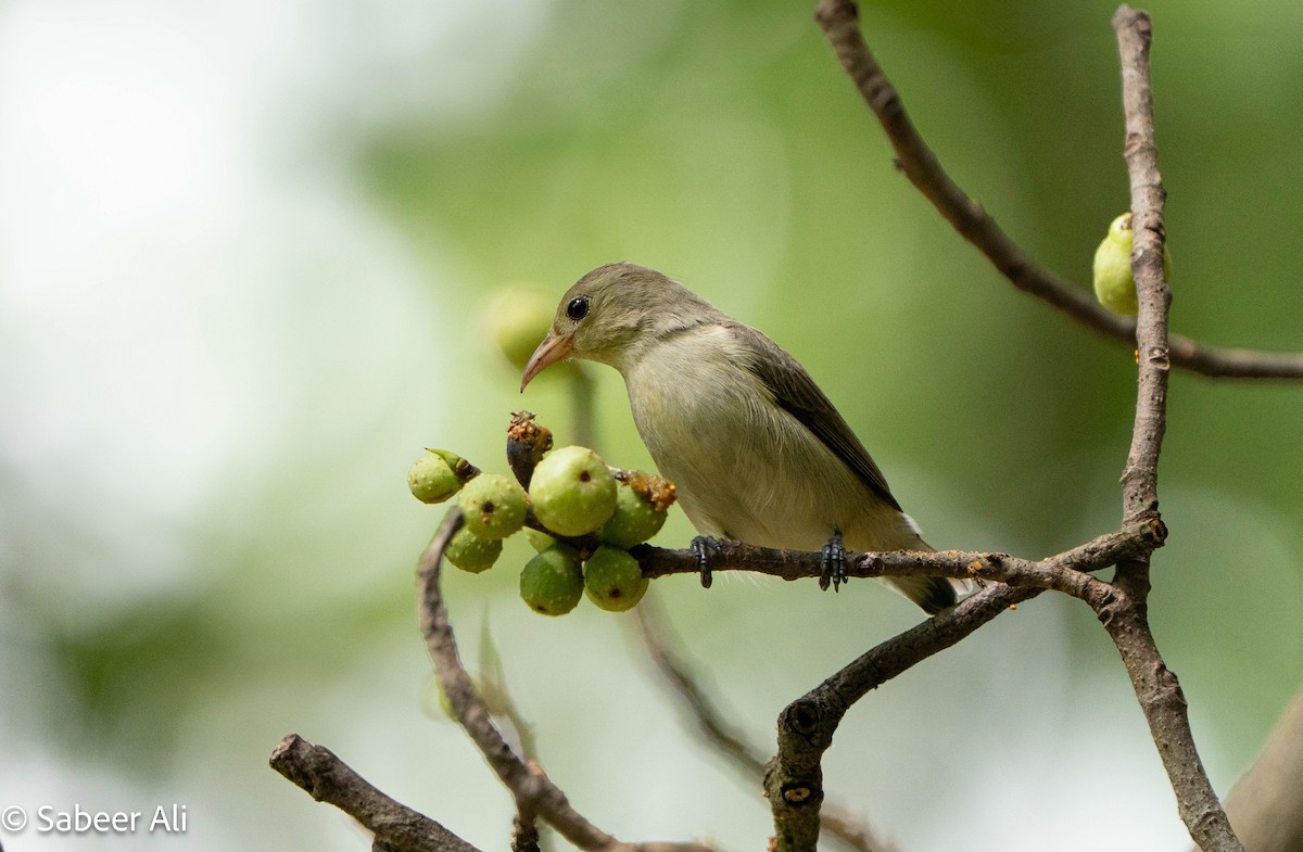 Pale-billed Flowerpecker - ML645040139