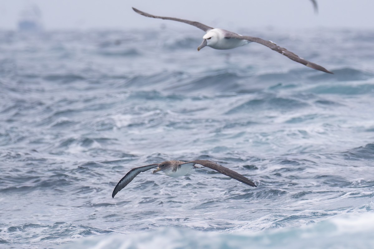 Cory's Shearwater - ML645040143