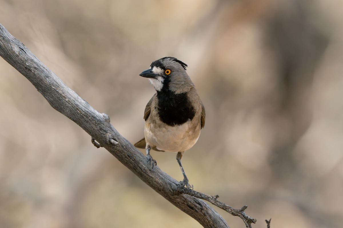 Crested Bellbird - ML645040146