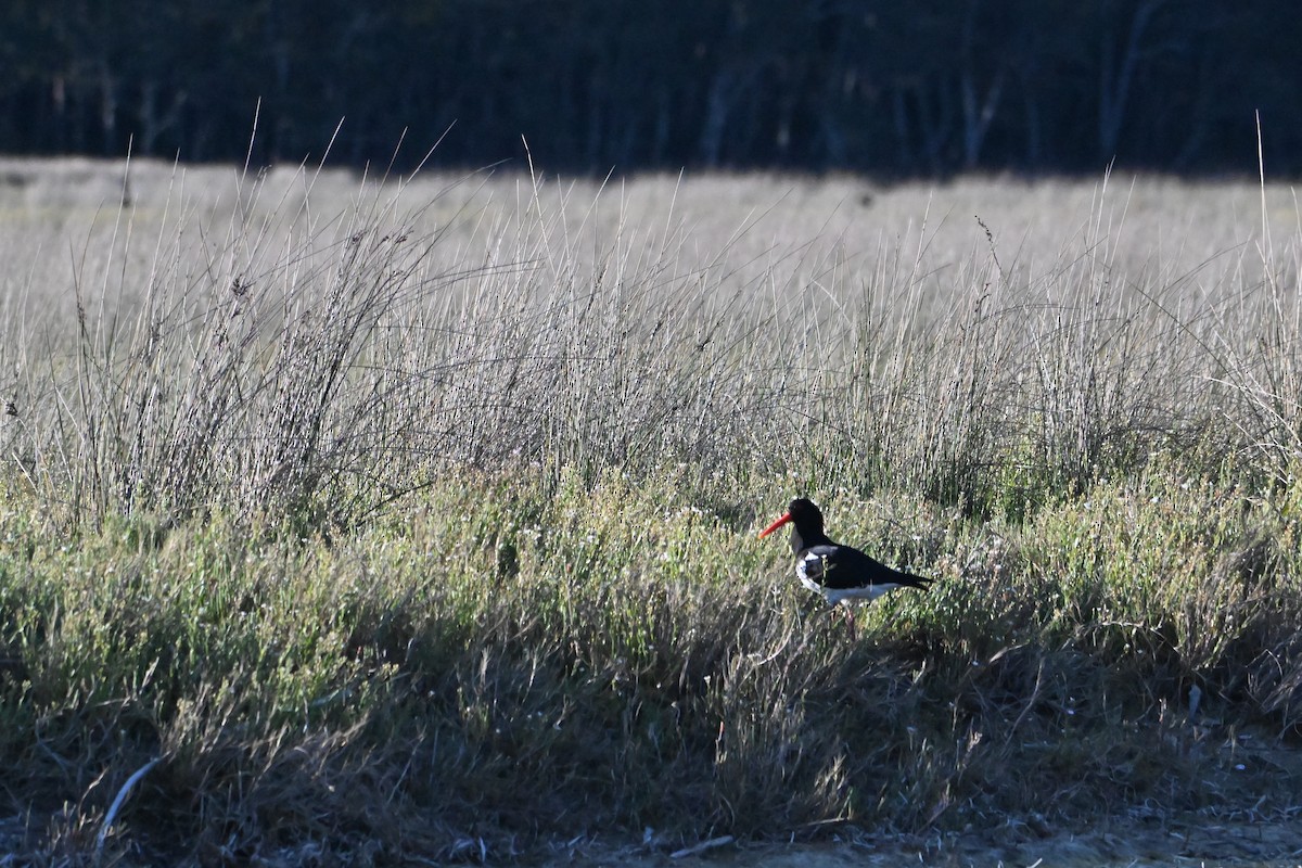 Pied Oystercatcher - ML645040160