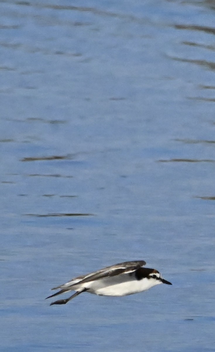 Red-capped Plover - ML645040165