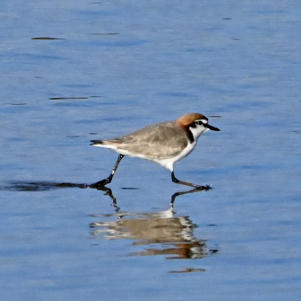 Red-capped Plover - ML645040166