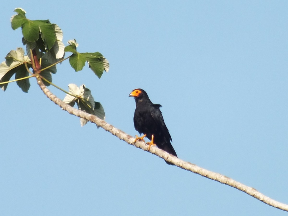 Siyah Karakara - ML645040173