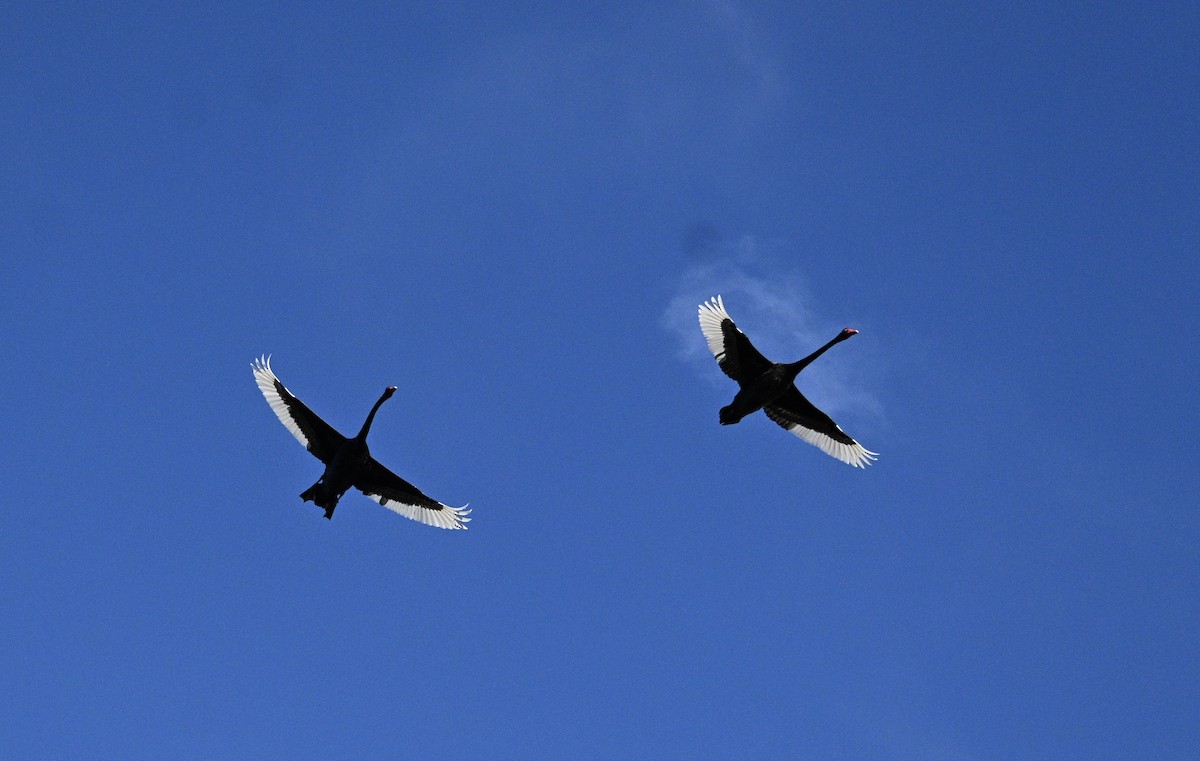 Cigno nero - ML645040178