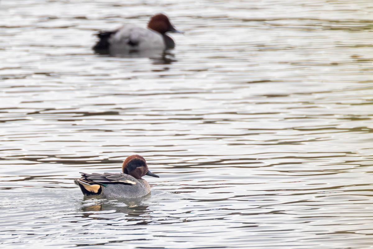 Green-winged Teal - ML645040207