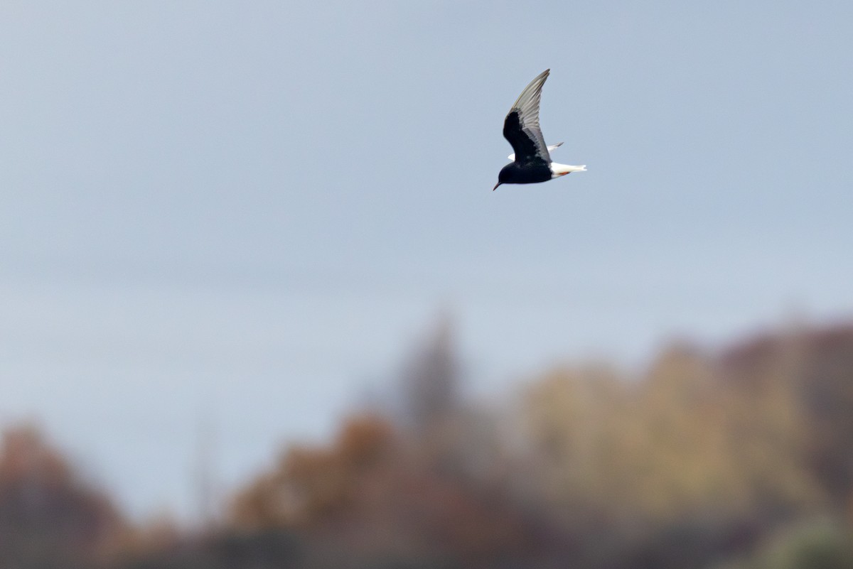 White-winged Tern - ML645040209