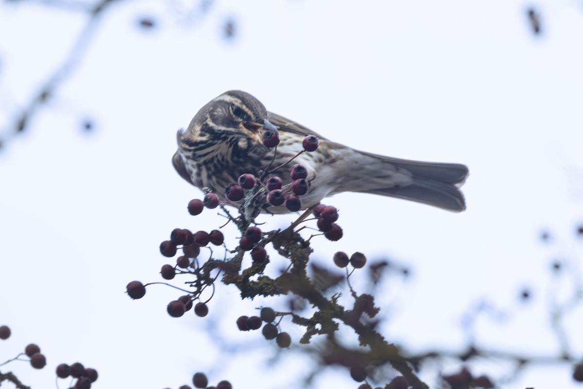 Redwing - ML645040211