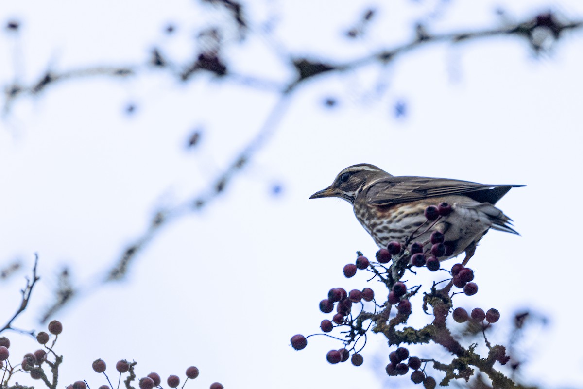 Redwing - ML645040212