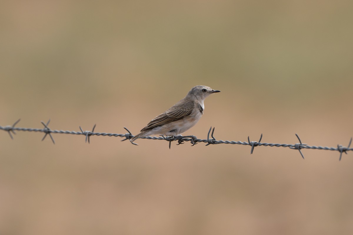 Alaca Çayır Balkuşu - ML645040223