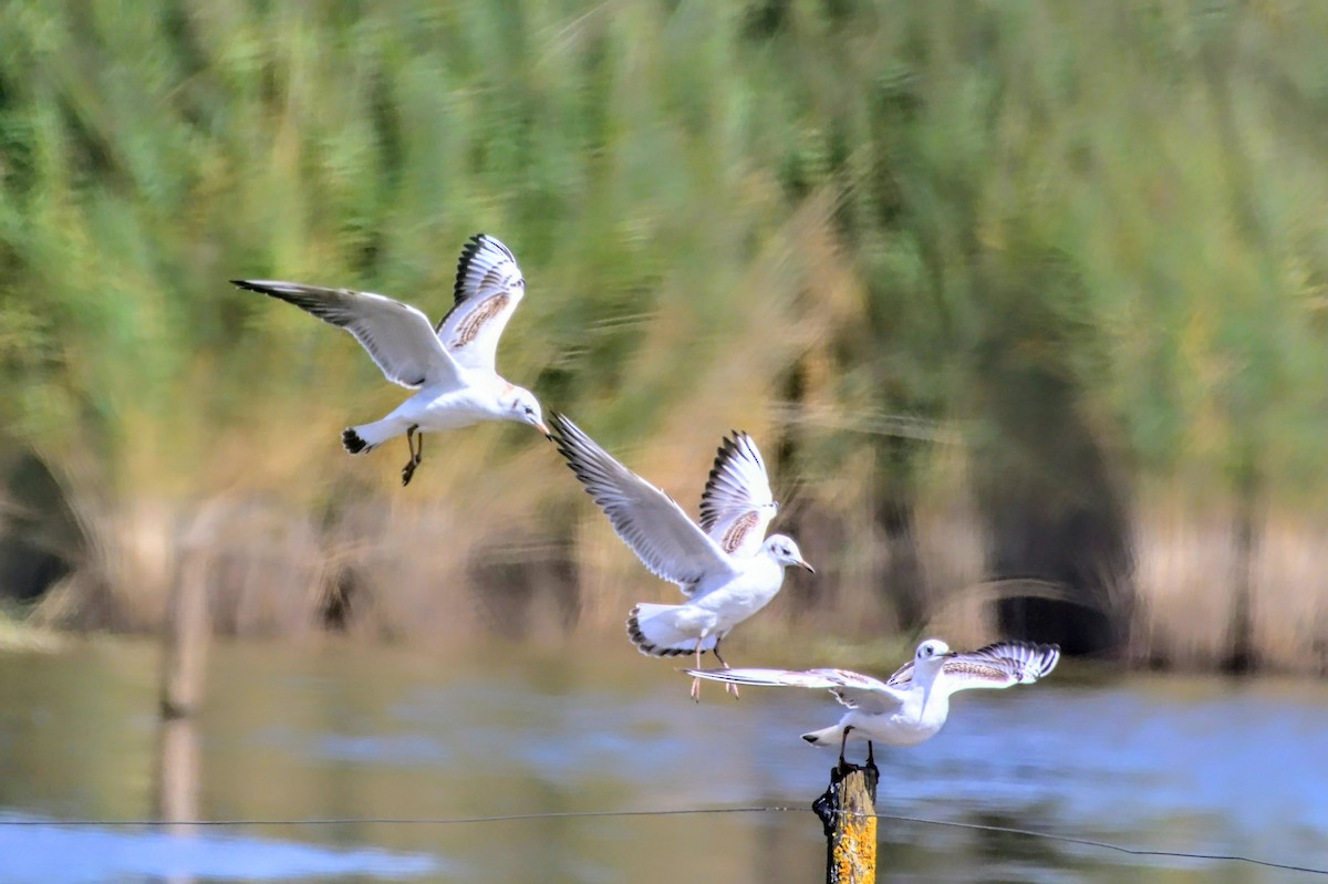 Black-headed Gull - ML645040230