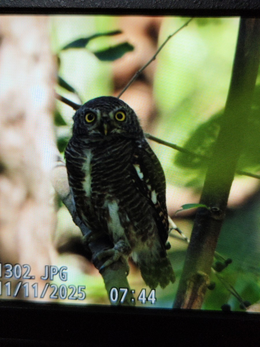 Asian Barred Owlet - ML645040297