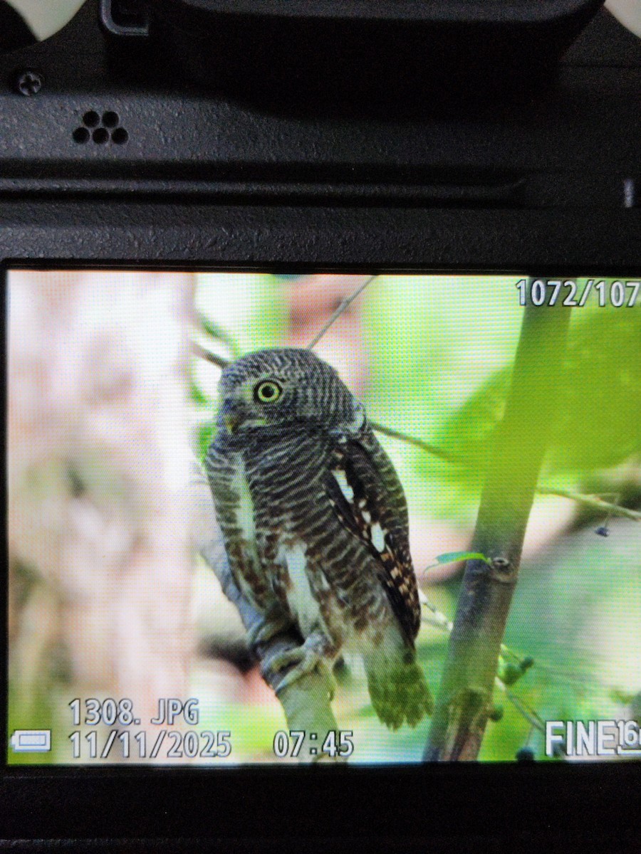 Asian Barred Owlet - ML645040298