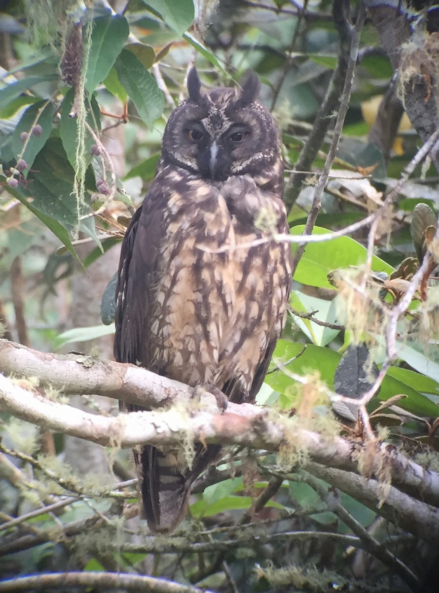 Stygian Owl - ML645040300