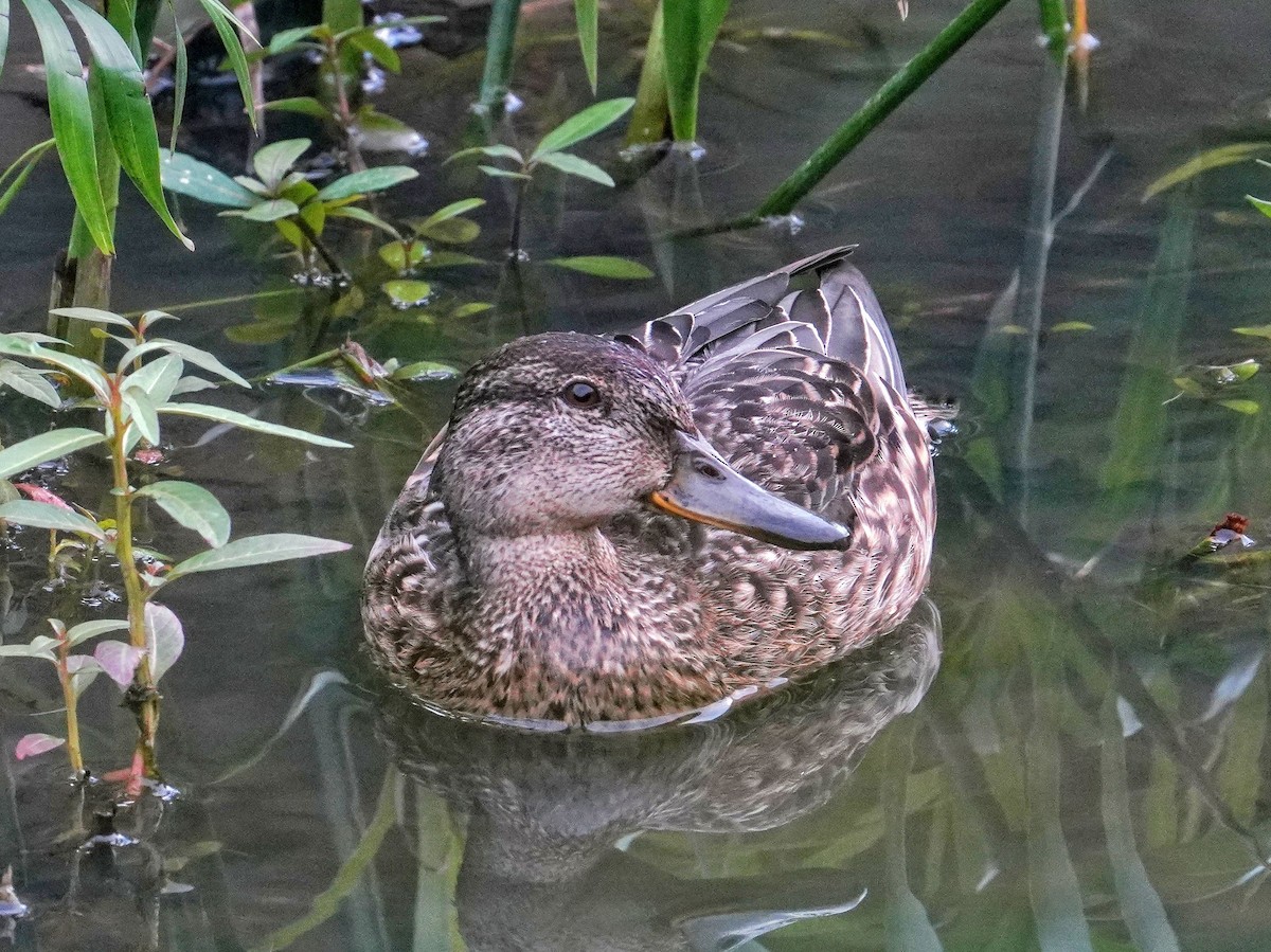 Green-winged Teal - ML645040323