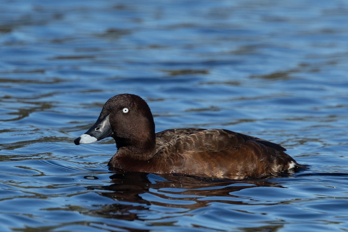 Hardhead - ML645040348