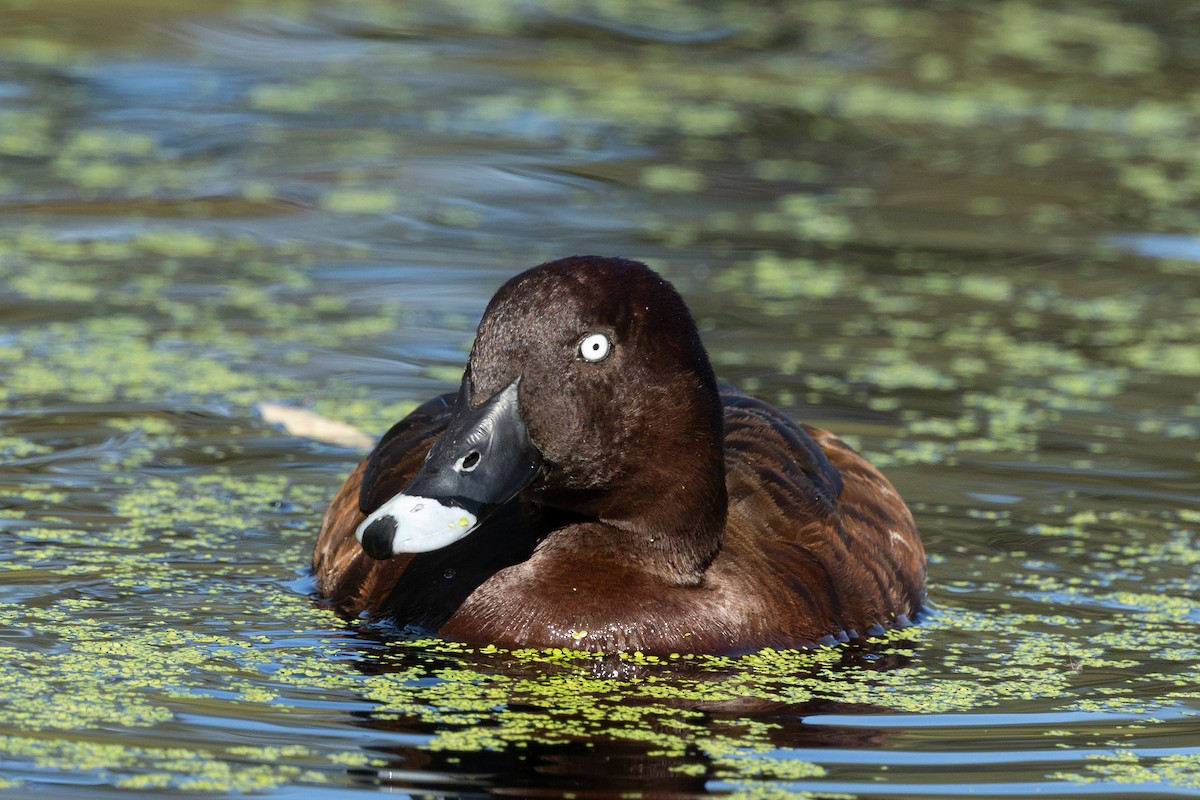 Hardhead - ML645040349