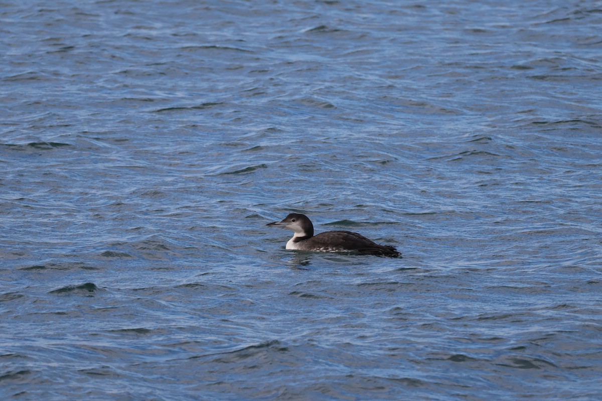 Common Loon - ML645040354