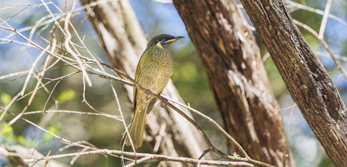 Lewin's Honeyeater - ML645040370