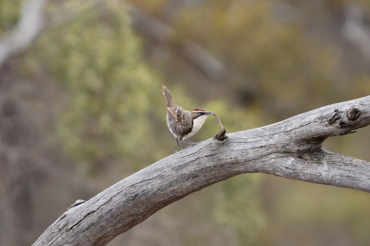 timáliovec pruhokřídlý - ML645040379