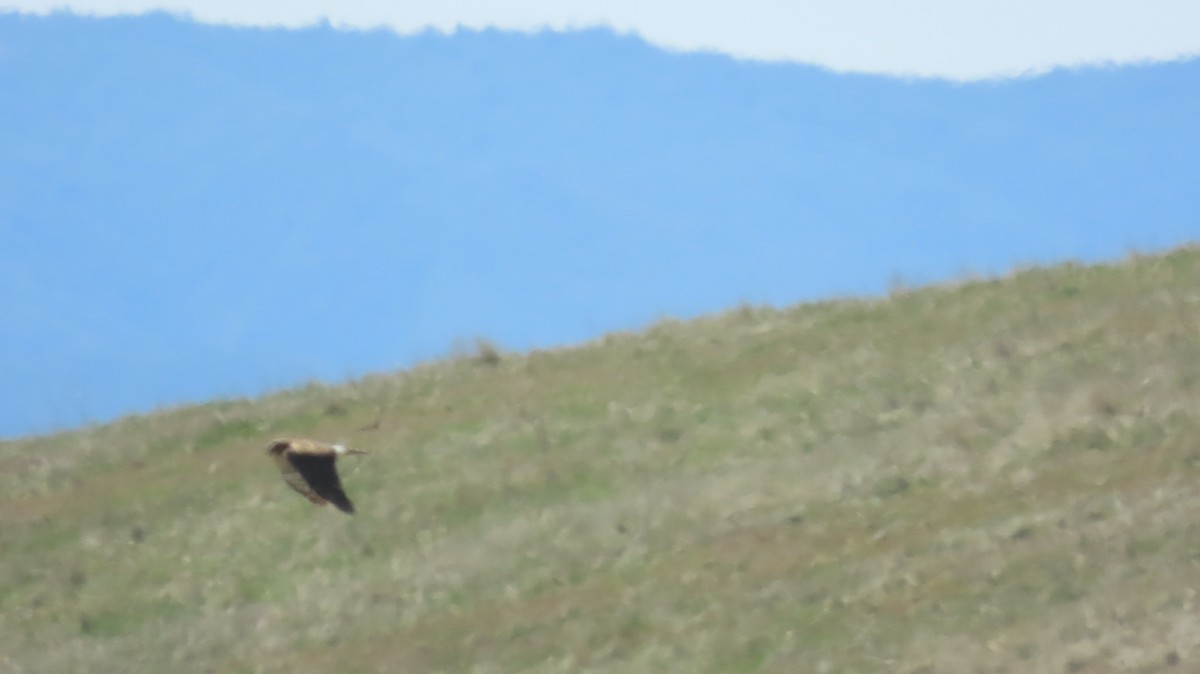 Лунь американський - ML645040380