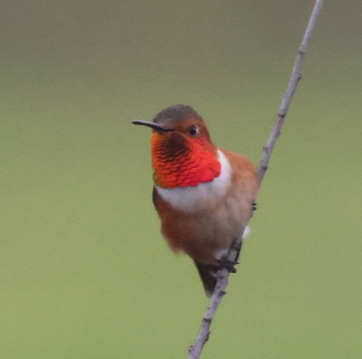 Allen's Hummingbird - ML645040402