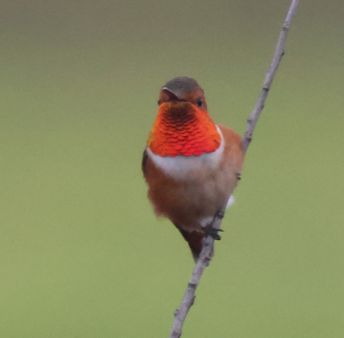 Allen's Hummingbird - ML645040403