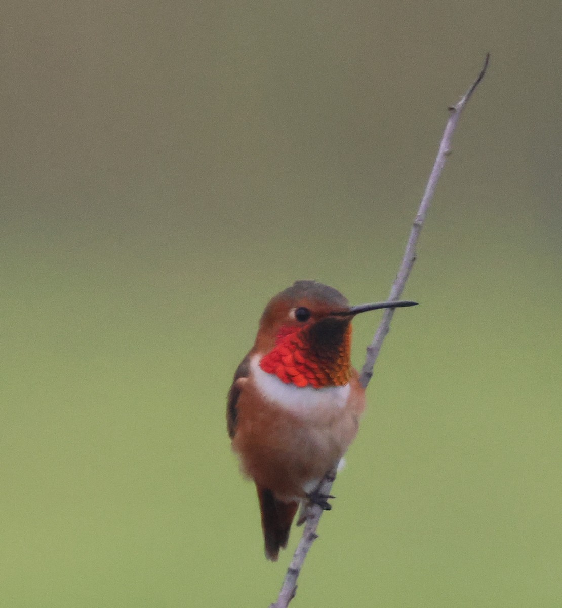 Allen's Hummingbird - ML645040404