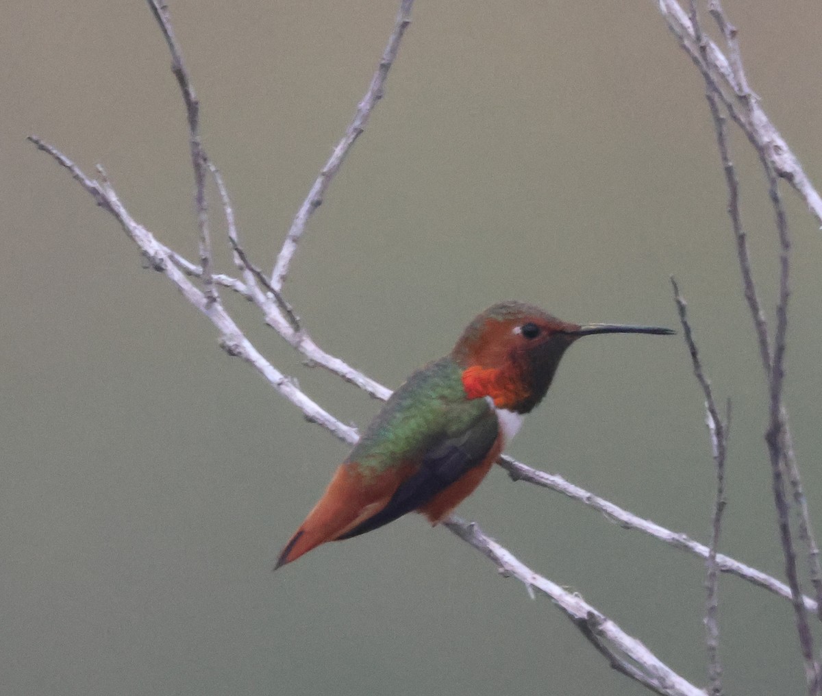 Allen's Hummingbird - ML645040405