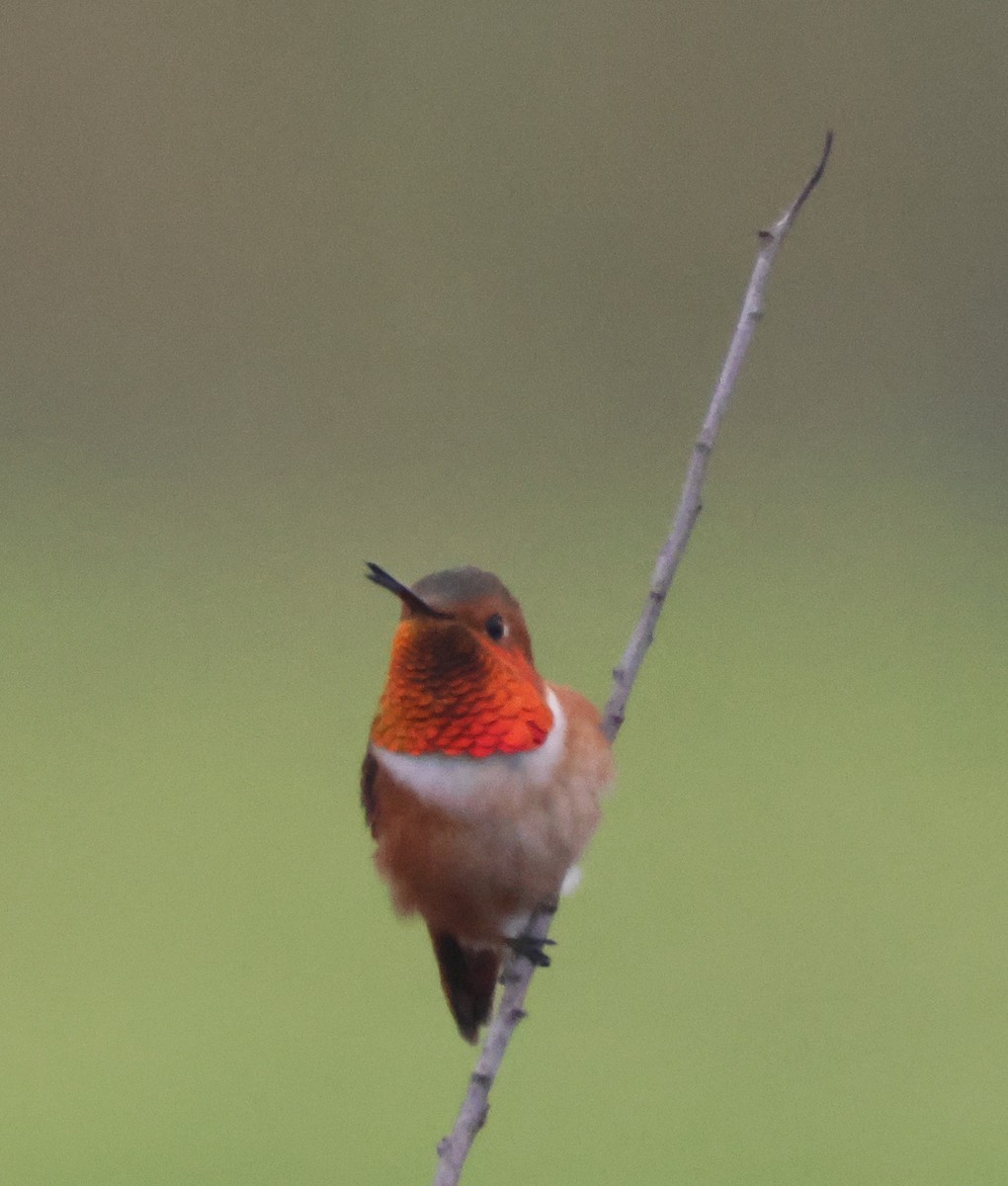 Allen's Hummingbird - ML645040406