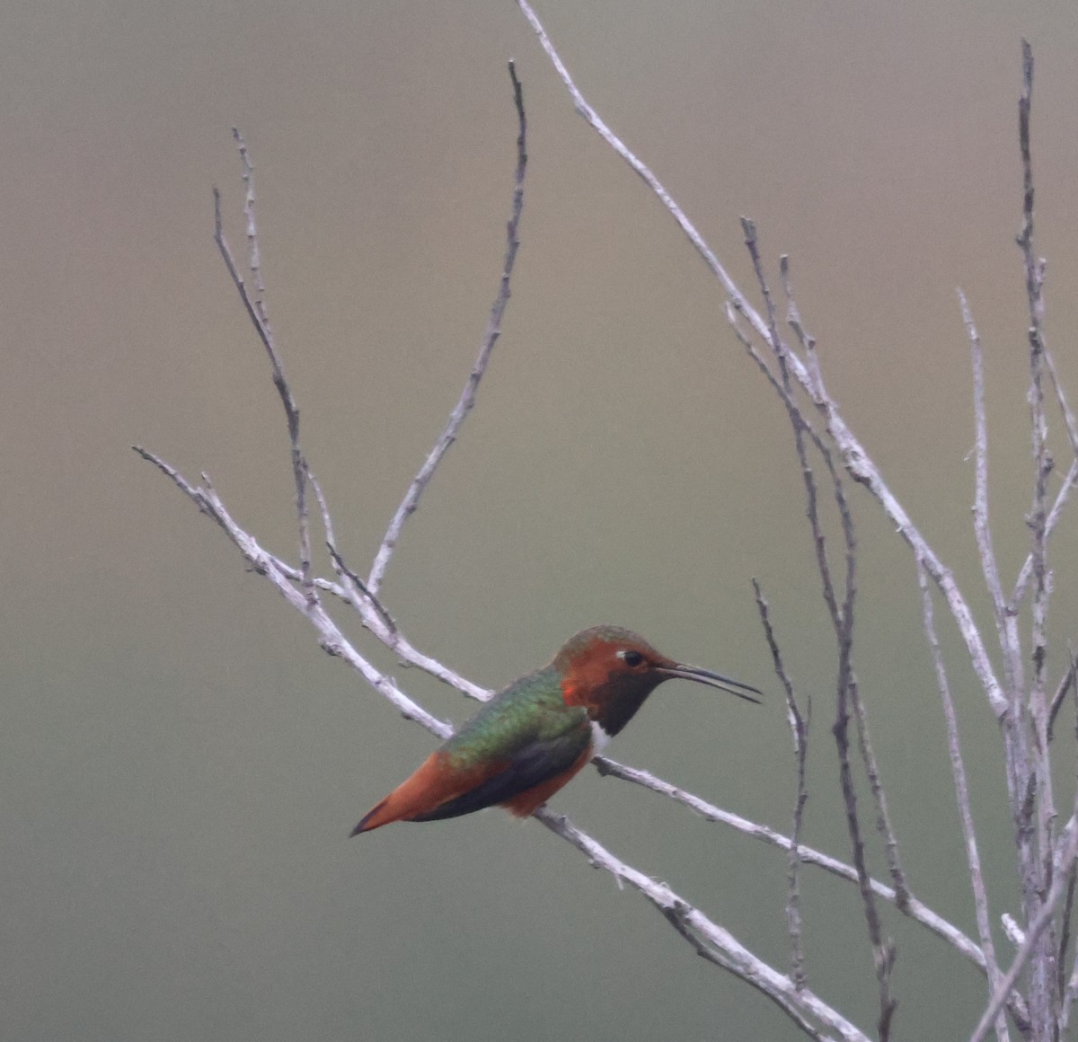 Allen's Hummingbird - ML645040407