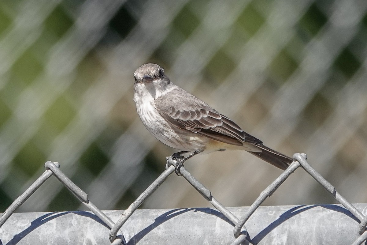 Vermilion Flycatcher - ML645040409