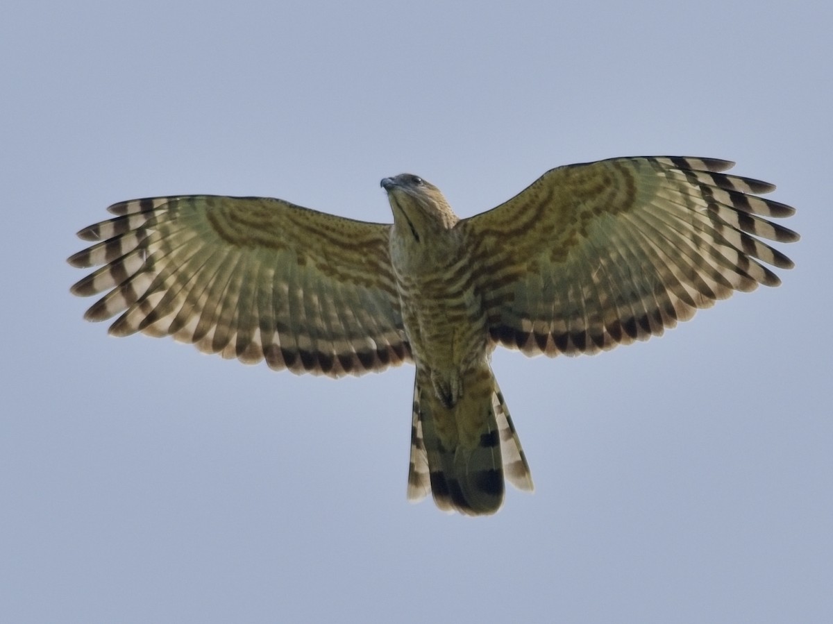 Jerdon's Baza - ML645040410