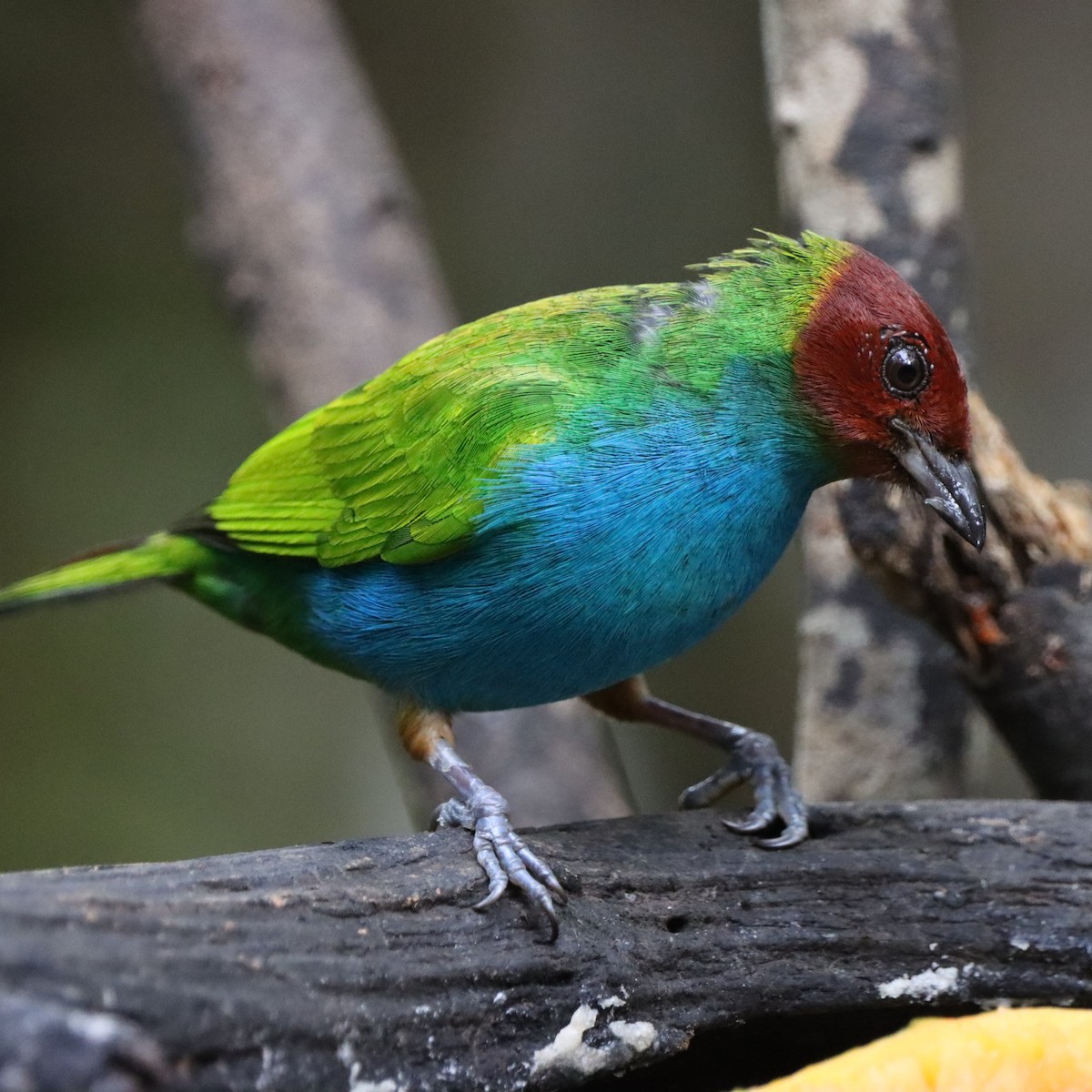 Рыжеголовая танагра - ML645040411