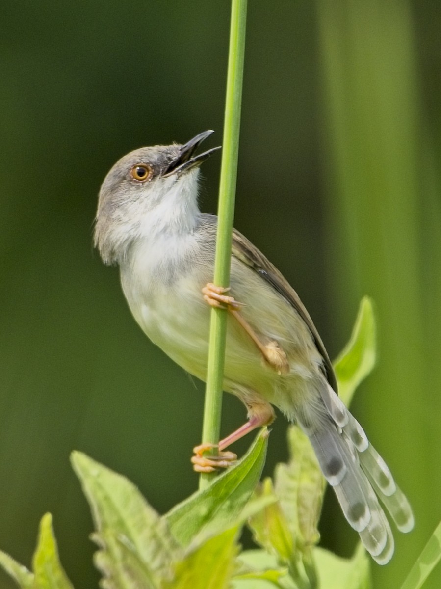 Gray-breasted Prinia - ML645040414