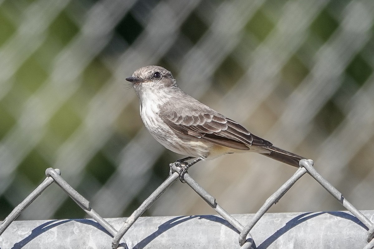 Vermilion Flycatcher - ML645040415