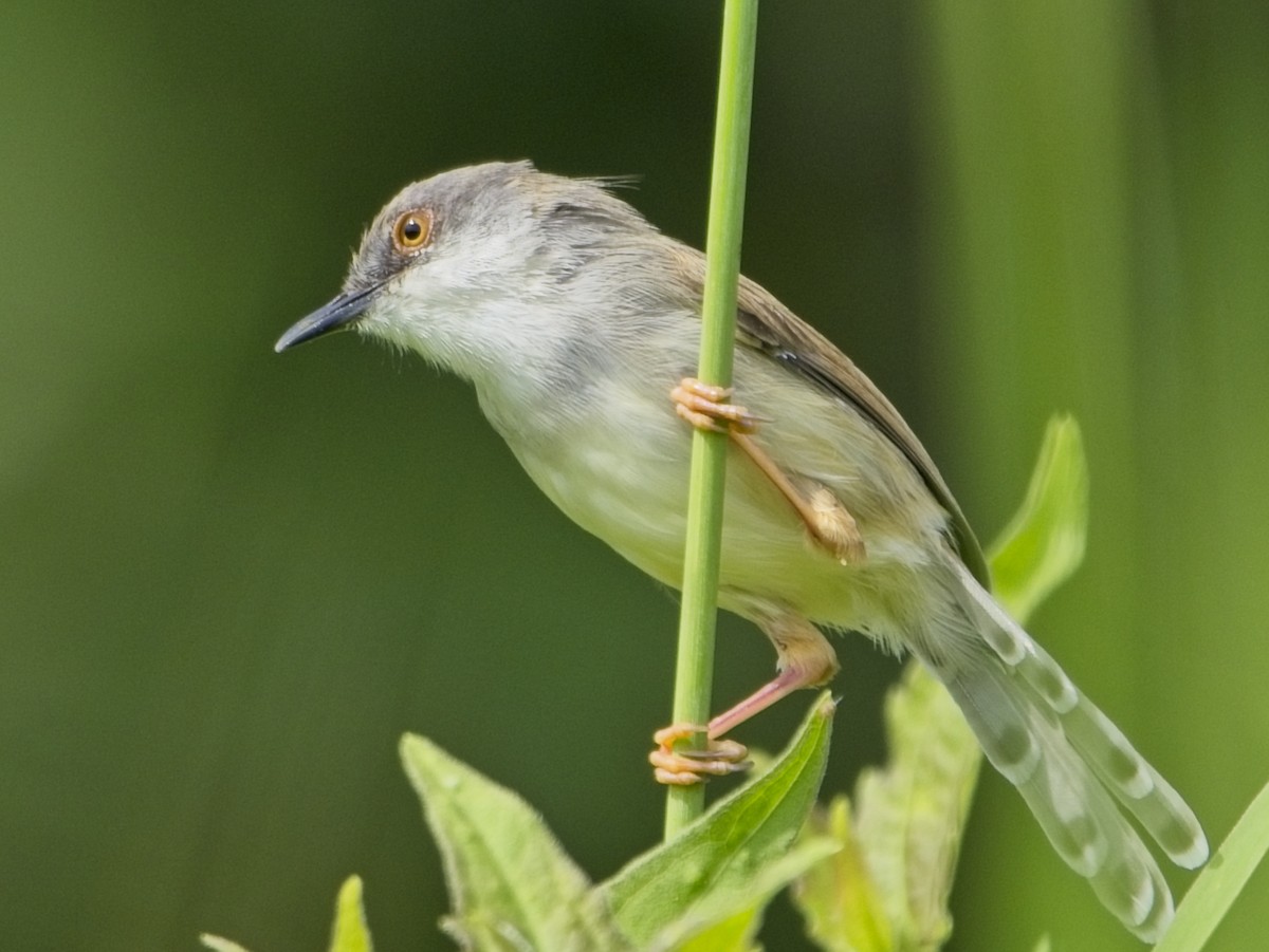 Gray-breasted Prinia - ML645040416