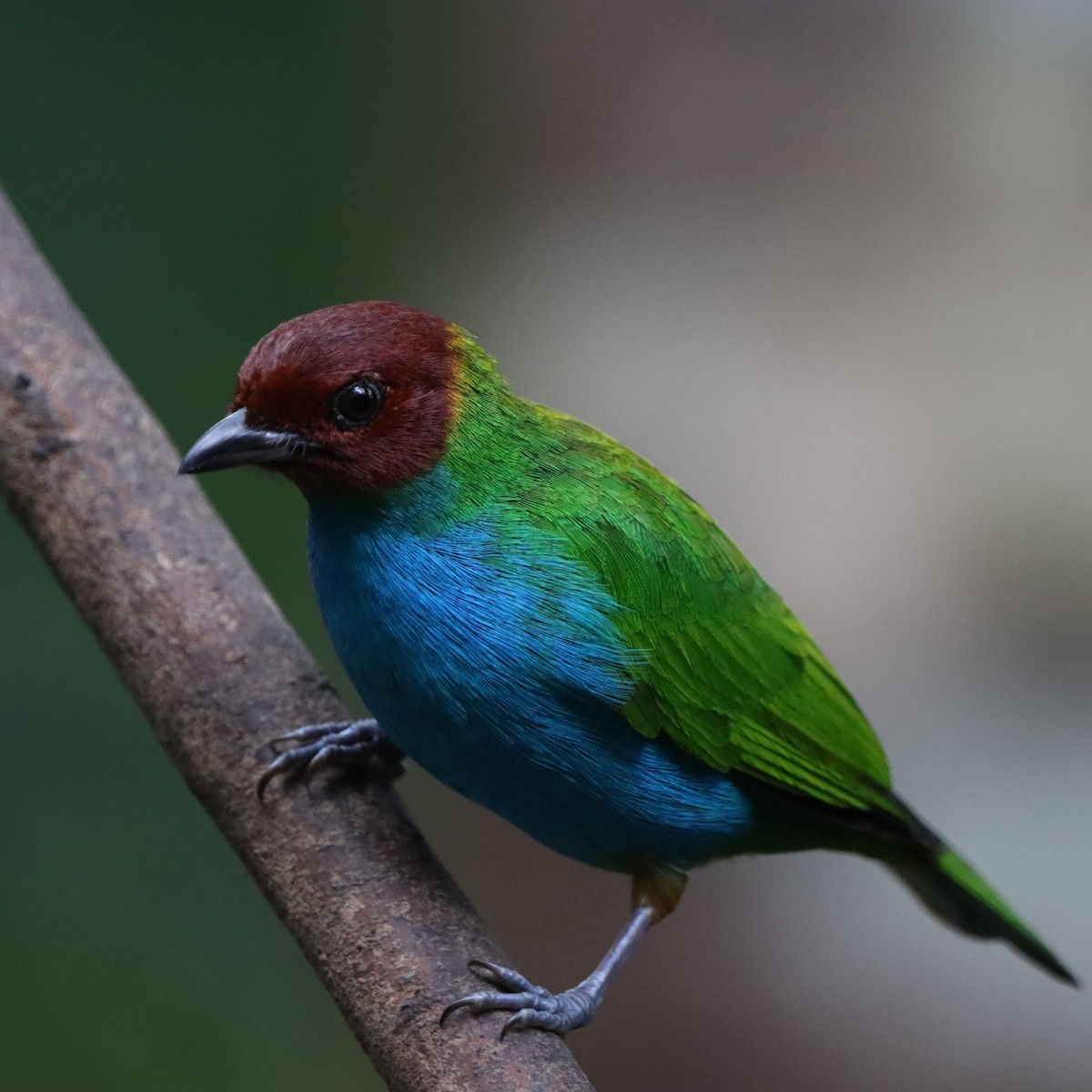 Рыжеголовая танагра - ML645040417