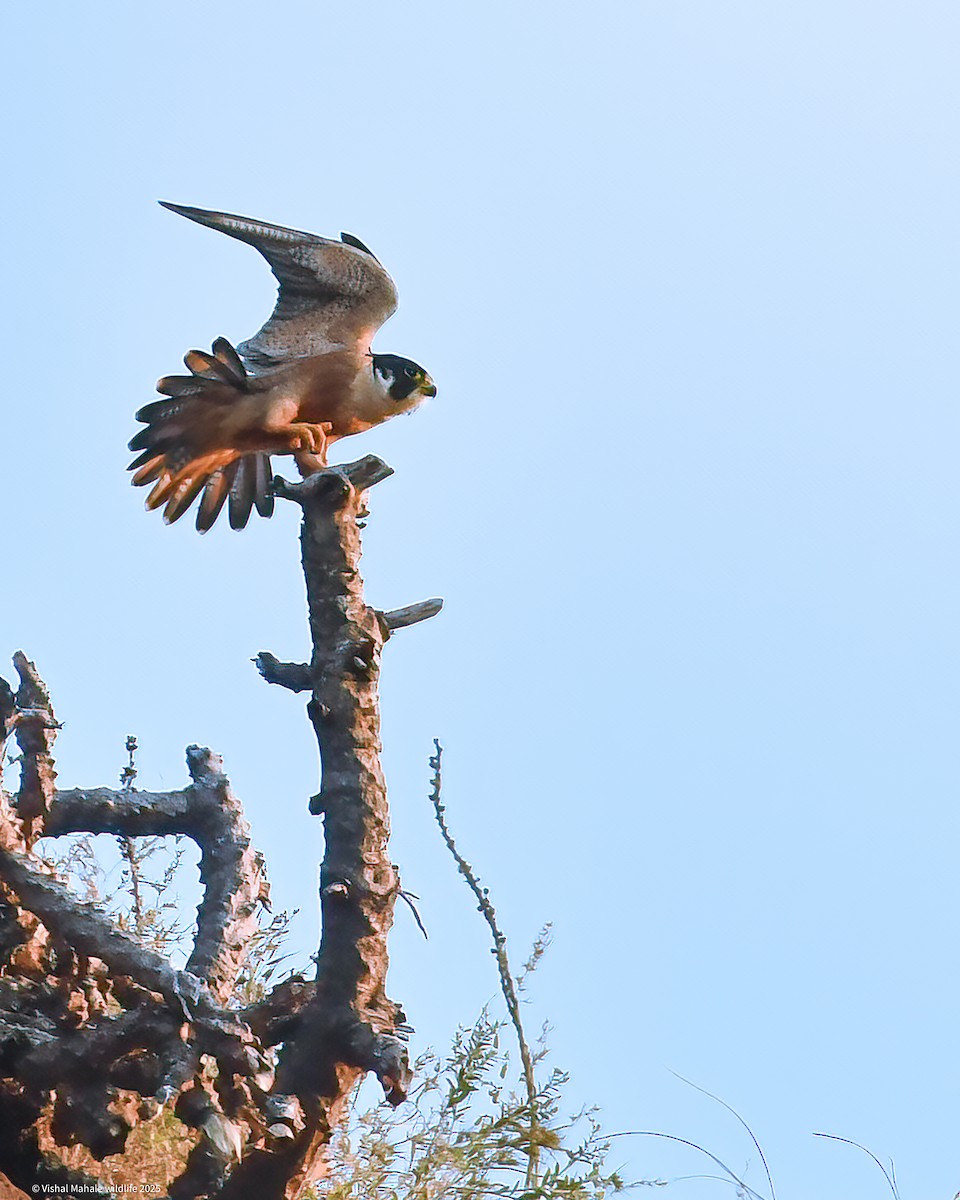 Peregrine Falcon (Shaheen) - ML645040418