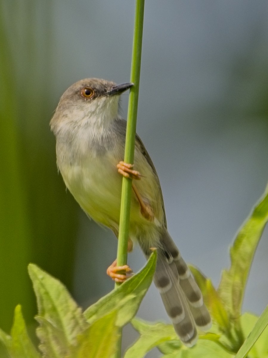 Gray-breasted Prinia - ML645040421
