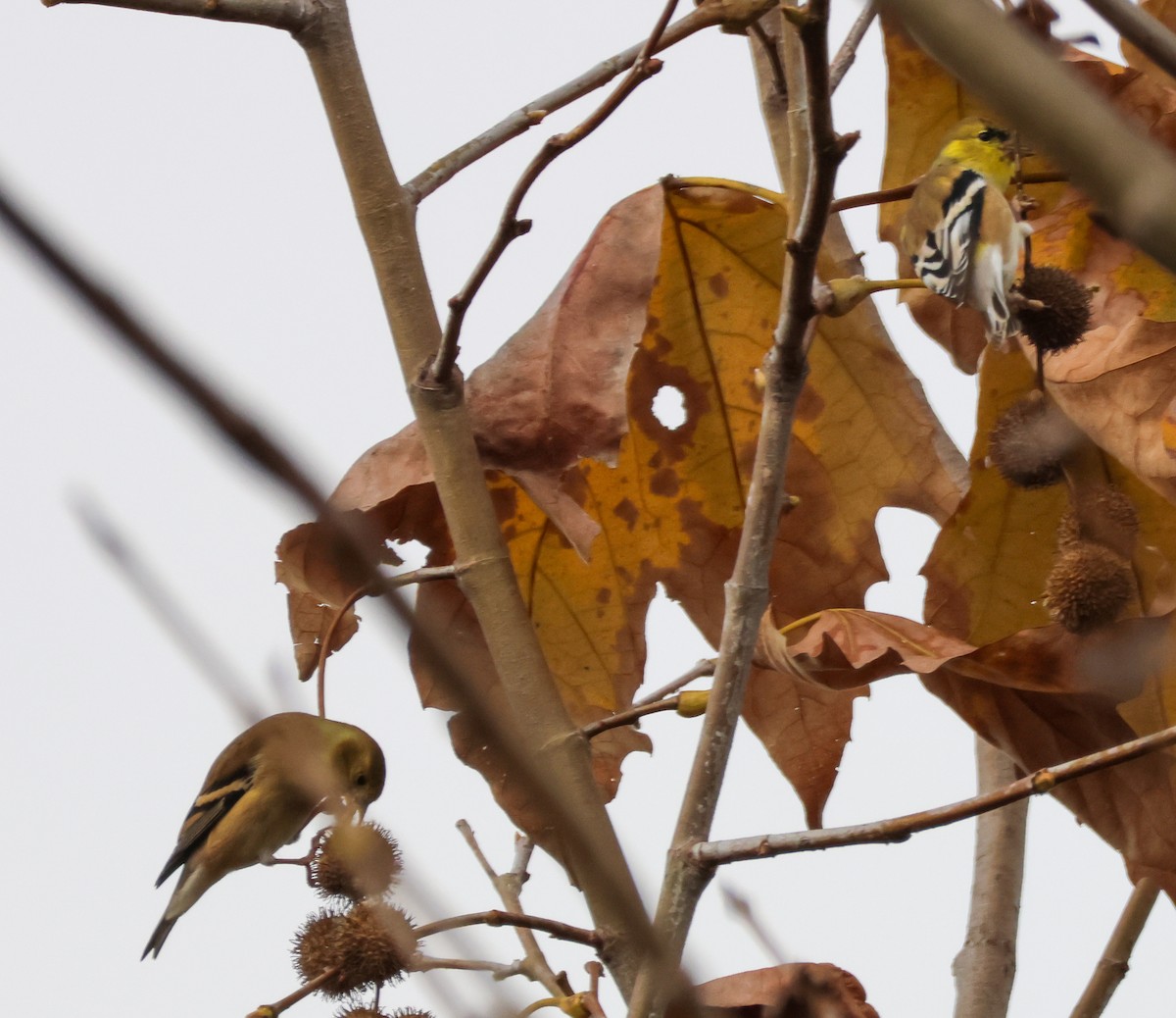 American Goldfinch - ML645040422