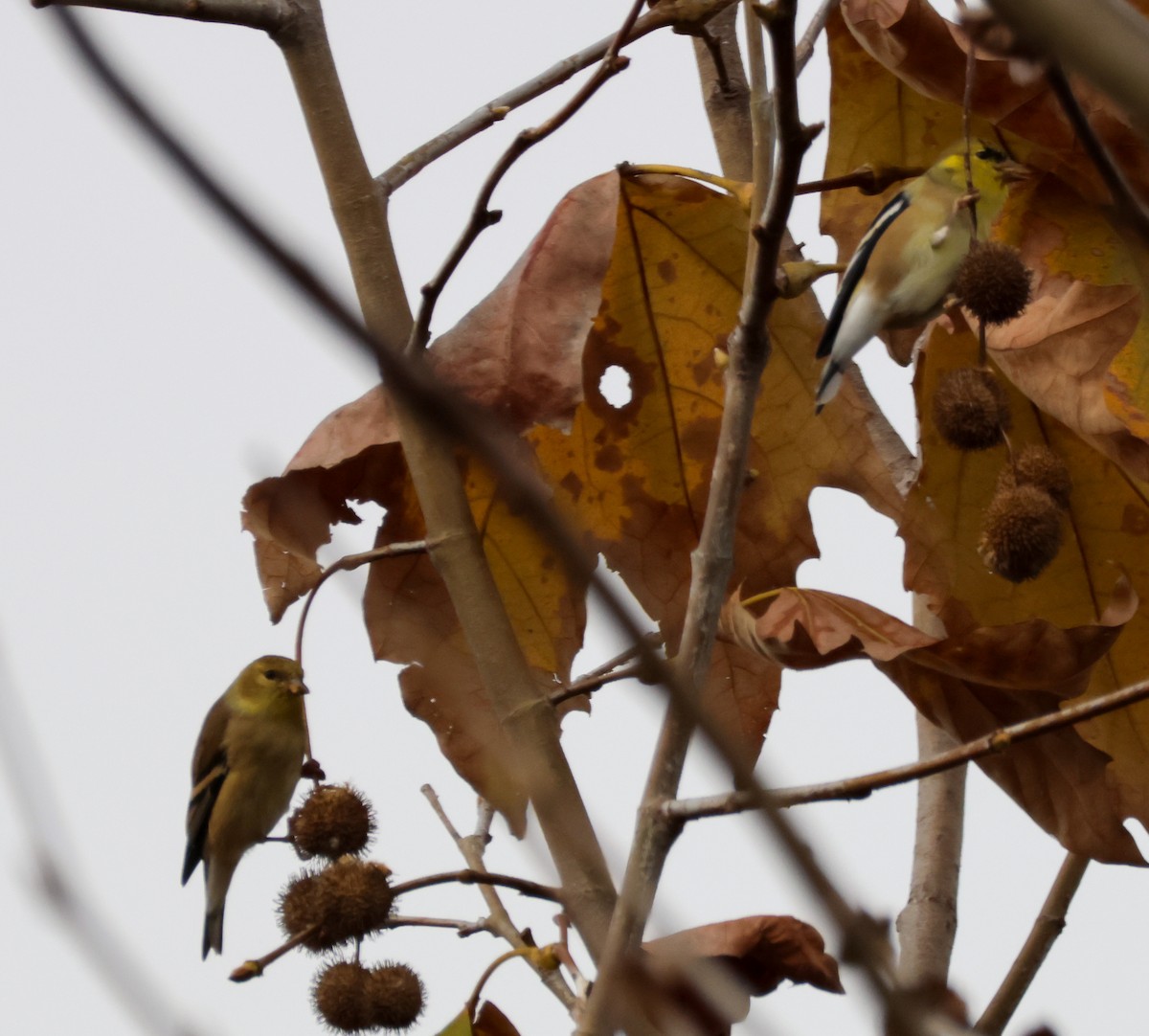 American Goldfinch - ML645040423