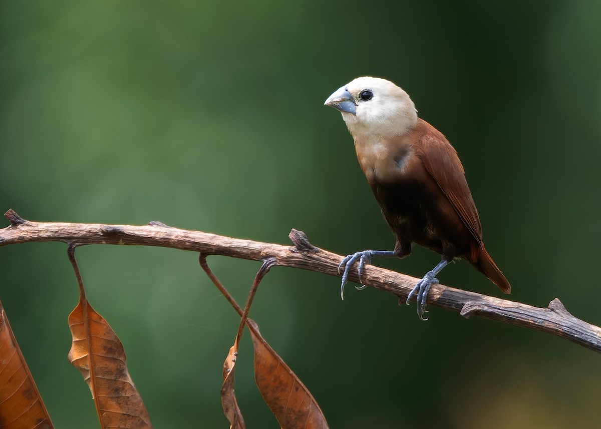 White-headed Munia - ML645040424