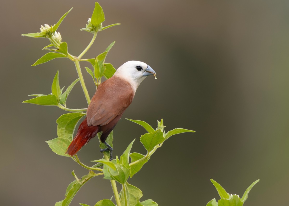 White-headed Munia - ML645040425