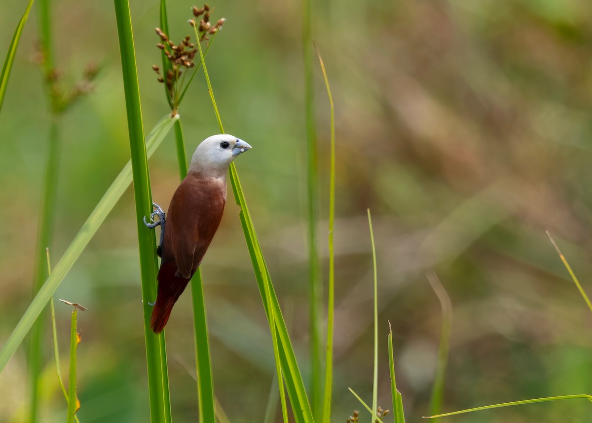 White-headed Munia - ML645040426