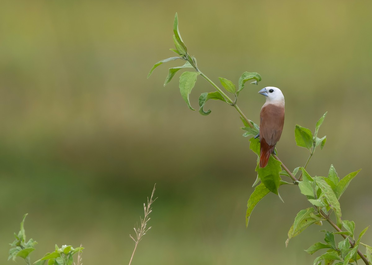 White-headed Munia - ML645040427