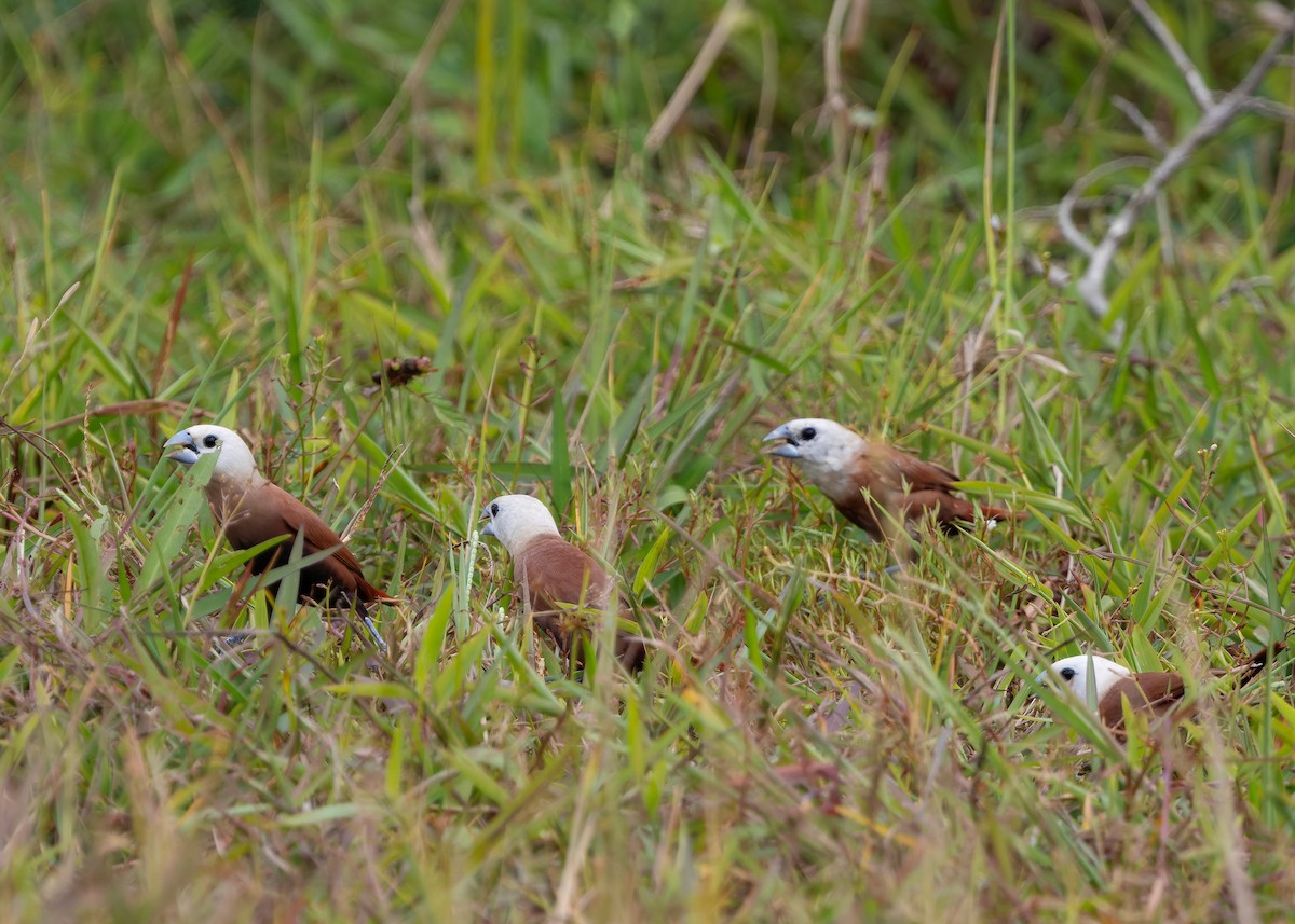White-headed Munia - ML645040428