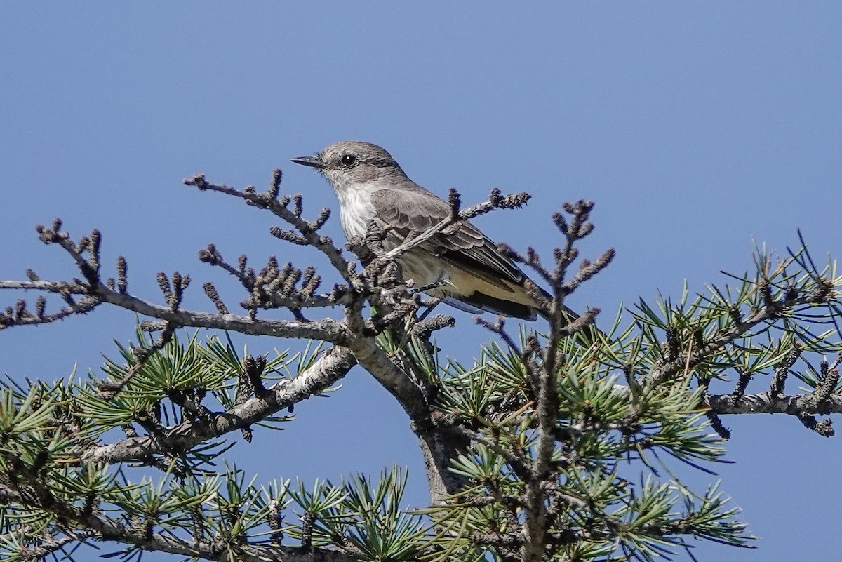 Vermilion Flycatcher - ML645040430