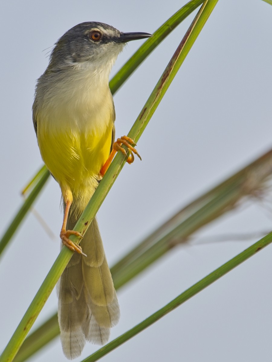 Yellow-bellied Prinia - ML645040431